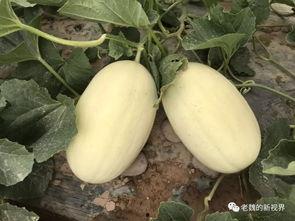 瓜兄今日吃瓜,揭秘娱乐圈最新热点事件