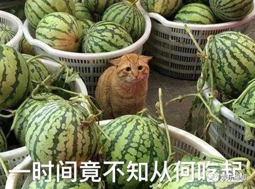 爆料吃瓜群,网络爆料背后的真相与争议