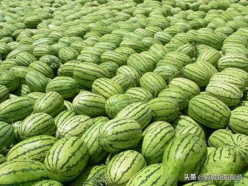 今日吃瓜大瓜,揭秘娱乐圈惊天秘密！