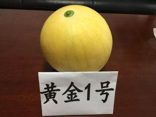 黑瓜福利网在线吃瓜,在线吃瓜，畅享娱乐盛宴