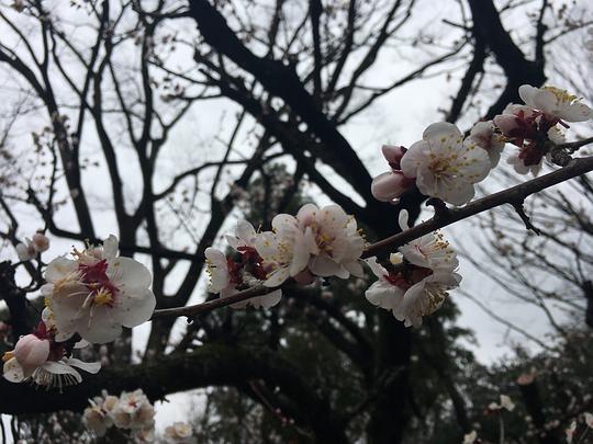 樱花岛吃瓜网,揭秘娱乐圈最新热点，带你畅游八卦海洋